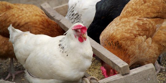 Orang Tua di Kenya Geger, Murid Sekolah Diajari Sembelih Ayam