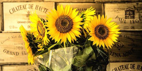 6 Khasiat Bunga Matahari untuk Kesehatan dan Kecantikan, Penting Diketahui