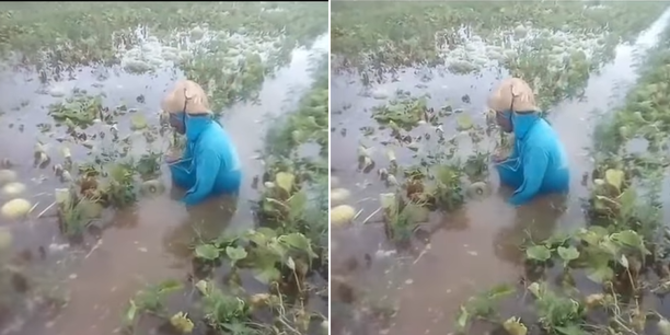 Viral Petani Melon Ini Menangis Lihat Kebunnya Kebanjiran, Bikin Haru