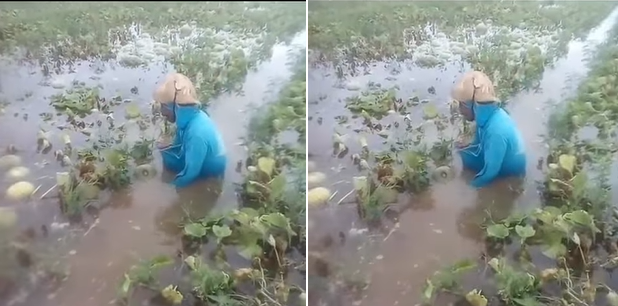 viral petani melon ini menangis lihat kebunnya kebanjiran bikin haru