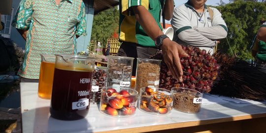 Sejarah Minyak Goreng dari Kelapa Sawit, Awalnya Berwarna Merah