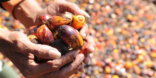 Minyak Makan Merah, Punya Banyak Nutrisi Tapi Bau Menyengat