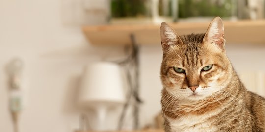 5 Penyebab Kucing Galak, Begini Cara Mengatasinya