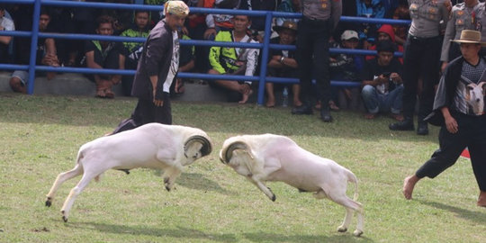 Seni Ketangkasan Adu Domba Garut Kembali Digelar