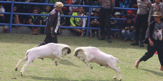 Lakukan Upaya Pelestarian, Pemkab Garut Siap Sahkan Perda Khusus Domba Lokal