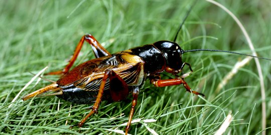 Singapura akan Izinkan Warganya Konsumsi Jangkrik dan Kumbang