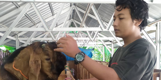 Kurangi Pengangguran di Desa, Pemuda Tuban Ini Bikin Peternakan Kambing Modern