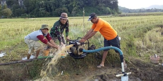 Data BPS: Luas Panen Padi 2022 Meningkat, Produksi Beras Capai 32 Juta Ton