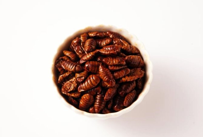 beondegi kuliner larva ulat sutera di korea selatan