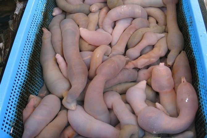 gaebul atau ikan penis urechis unicinctus