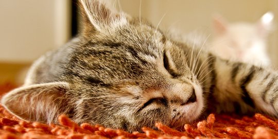 Mengetahui Maksimal Umur Kucing Beserta Cara Menghitungnya, Jangan Sampai Salah