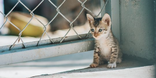 Penyebab Anak Kucing Muntah dan Cara Mengatasinya, Penting Diketahui