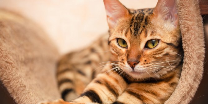 Mengenal Kucing Ras Bengal beserta Karakteristiknya | merdeka.com
