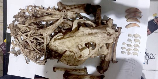 Jual Tulang Harimau, Warga Indragiri Hulu Ditangkap
