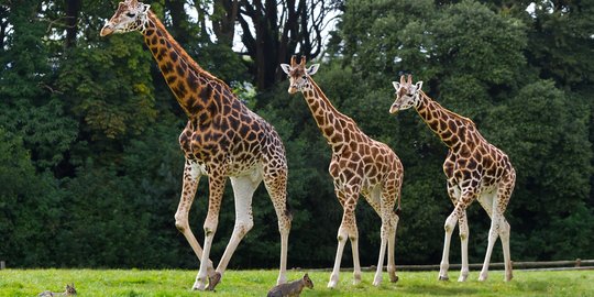 Bayi 16 Bulan Tewas Diinjak Jerapah di Afrika Selatan