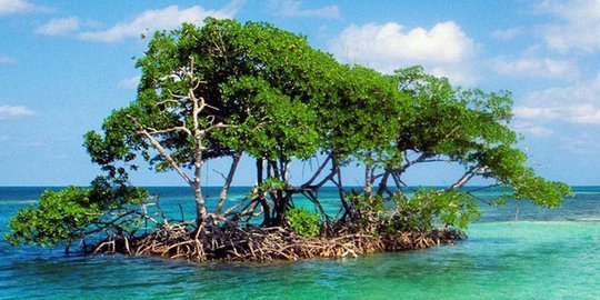5 Wisata Hutan Mangrove di Indonesia yang Indah dan Menyejukkan, Wajib Dikunjungi