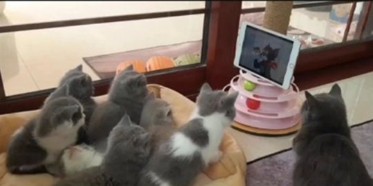 Video Menggemaskan Tujuh Anak Kucing Nonton Kartun Tom and Jerry Viral di China