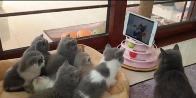 Video Menggemaskan Tujuh Anak Kucing Nonton Kartun Tom and Jerry Viral di China | merdeka.com