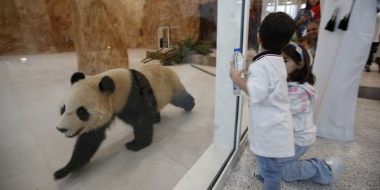 Qatar Dihadiahi Panda Raksasa dari China Jelang Piala Dunia 2022
