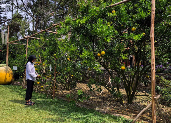 wisata petik jeruk bandung