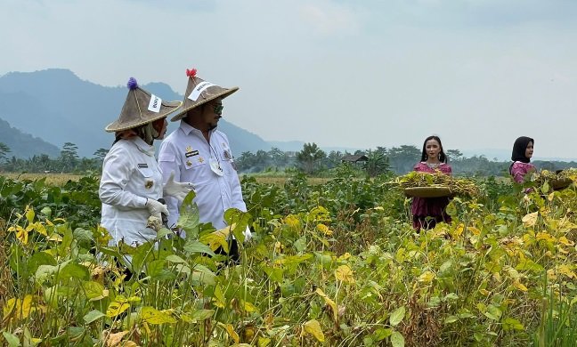 mentan syl hadiri gerakan panen kedelai provitas tinggi di serang