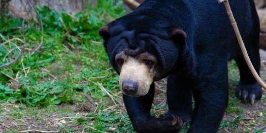 Pemuda Inhu Kritis Diserang Beruang Madu saat Cari Jernang