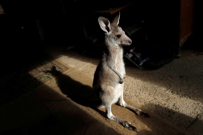 pasangan australia rawat kanguru korban kebakaran