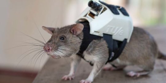 Ilmuwan Latih Tikus untuk Selamatkan Korban Gempa