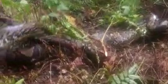 Kronologi Jenazah Petani Karet di Jambi Ditemukan Dalam Perut Piton