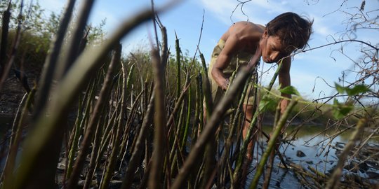 Memantau Pembibitan Taman Mangrove Ketapang