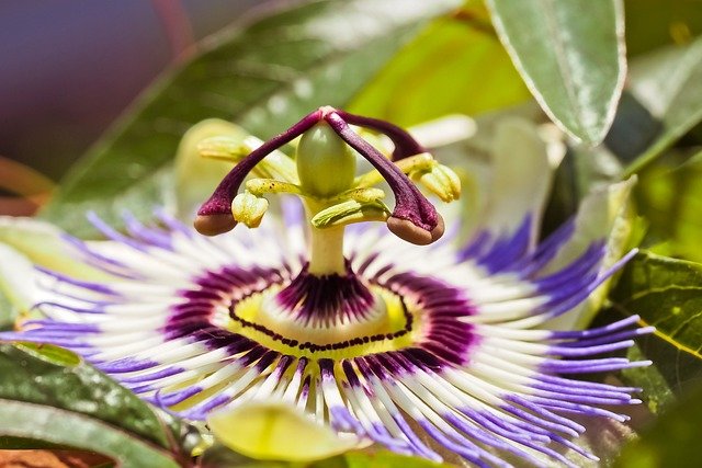 passion flower