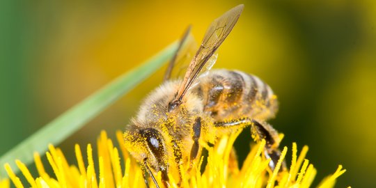Ilmuwan Ungkap Ada Kesamaan Antara Lebah dan Manusia Dalam Hal Menghitung