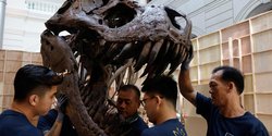 Mengintip Perakitan Fosil T-Rex yang Dipamerkan di Singapura