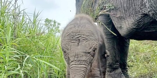 Sedang Berkebun, Warga Pidie Aceh Tewas Diinjak Gajah Liar