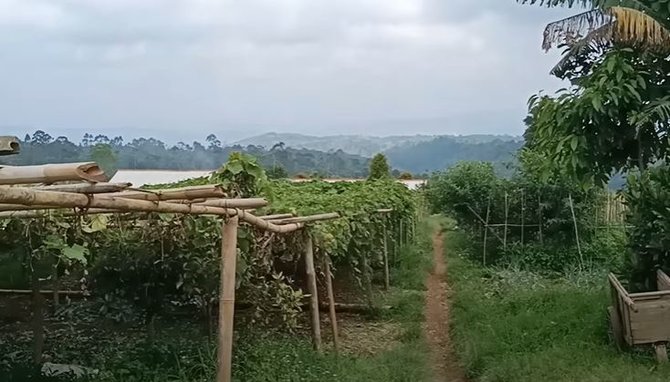petani sayur