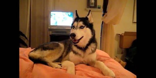 Kenali Karakter Anjing Husky yang Hobi Drama, Ini Cara Merawatnya