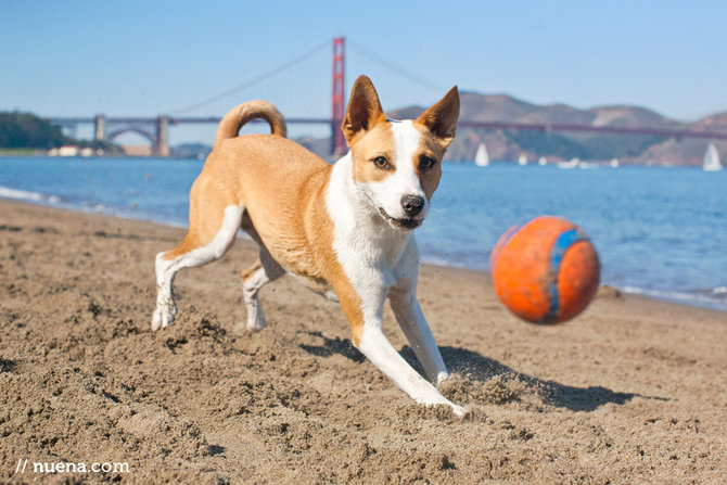 ilustrasi anjing basenji