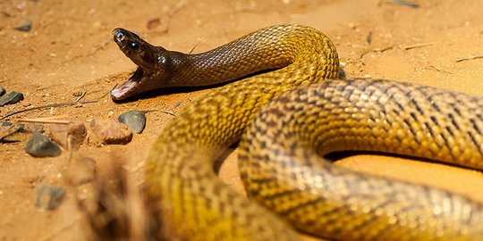 CEK FAKTA: Hoaks, Mengunyah Kulit Pohon Jambu Monyet Dapat Menetralisir Racun Ular