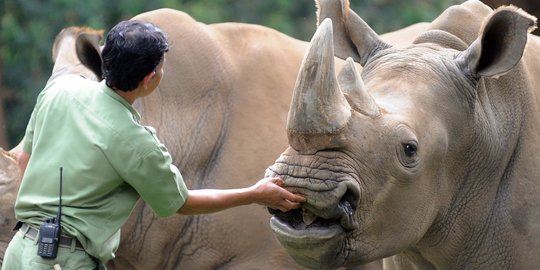 Peneliti Ungkap Ukuran Cula Badak Makin Pendek Seiring Waktu, Ini Sebabnya