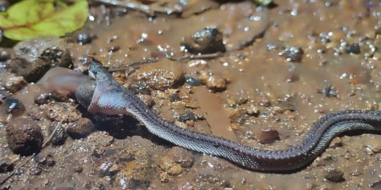 Cerita Penemuan Ular Naga Jawa di Pegunungan Sanggabuana Karawang