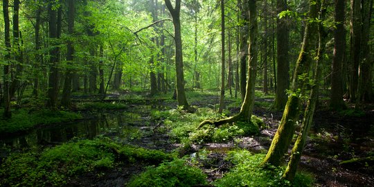 Jaring-Jaring Makanan di Hutan yang Penting Diketahui, Berikut Penjelasannya