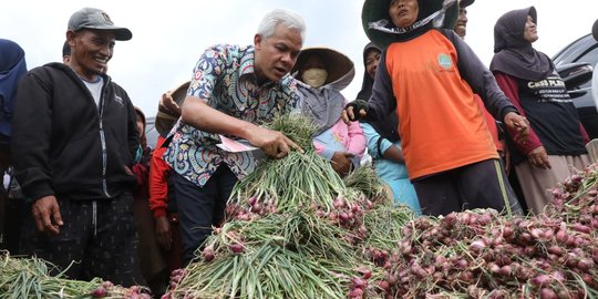 Intip Keseruan Ganjar Pranowo di Brebes, Panen Bawang Bareng Petani