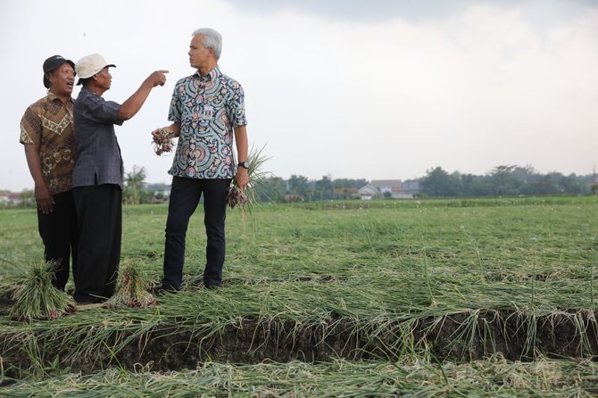 ganjar pranowo panen bawang di brebes