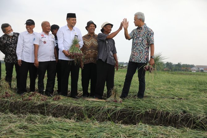 ganjar pranowo panen bawang di brebes