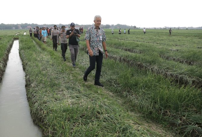 ganjar pranowo panen bawang di brebes
