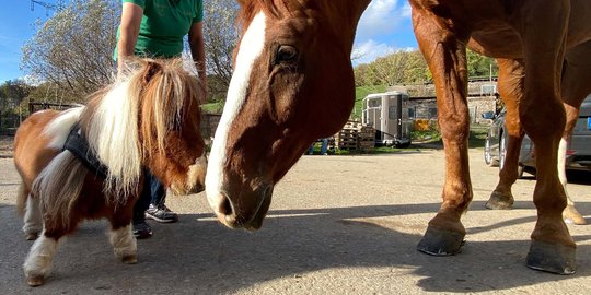 Lucu dan Imut, Inilah Penampakan Kuda Poni Terkecil di Dunia