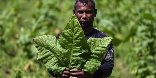 Cukai Rokok Naik Lagi, Negara Dinilai Tak Peduli Nasib Petani Tembakau