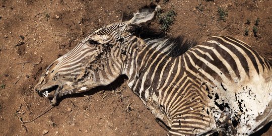 Kekeringan Parah Ancam Populasi Zebra Grevy Paling Langka di Dunia