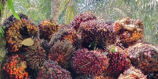 Harga Kelapa Sawit Anjlok, Pertumbuhan Ekonomi di Sumatera Turun