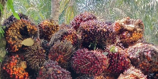 Harga Kelapa Sawit Anjlok Pertumbuhan Ekonomi Di Sumatera Turun Merdeka Com